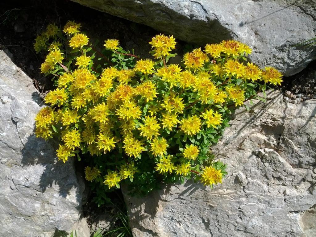 Villa Otto Santa Cristina Val Gardena ภายนอก รูปภาพ