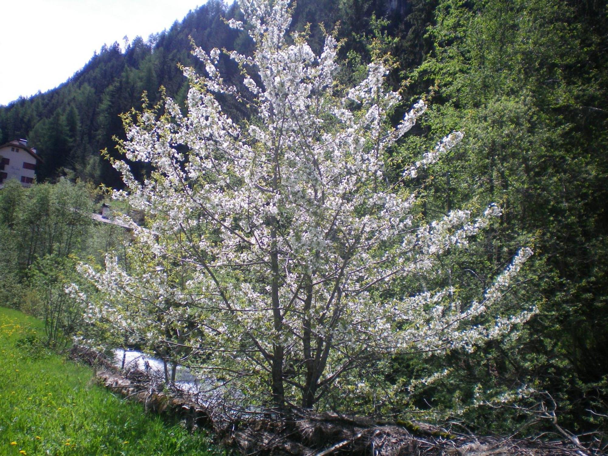 Villa Otto Santa Cristina Val Gardena ภายนอก รูปภาพ